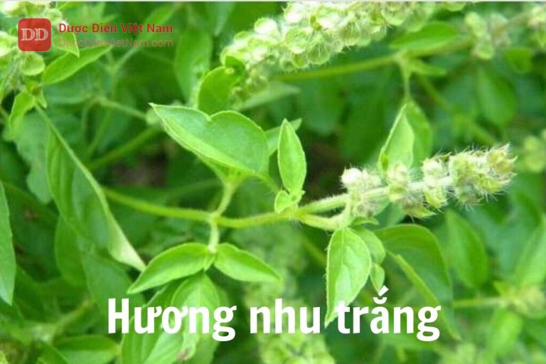 Hương nhu trắng