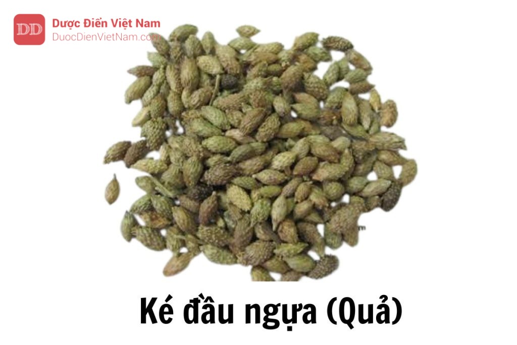 Ké đầu ngựa