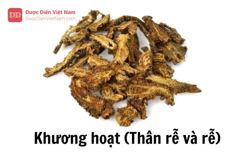 Khương hoạt