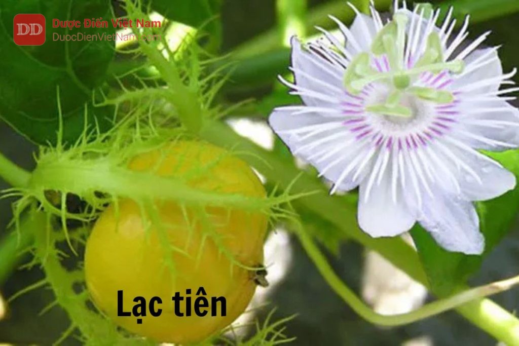 Lạc tiên