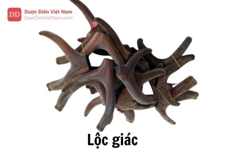 Lộc giác