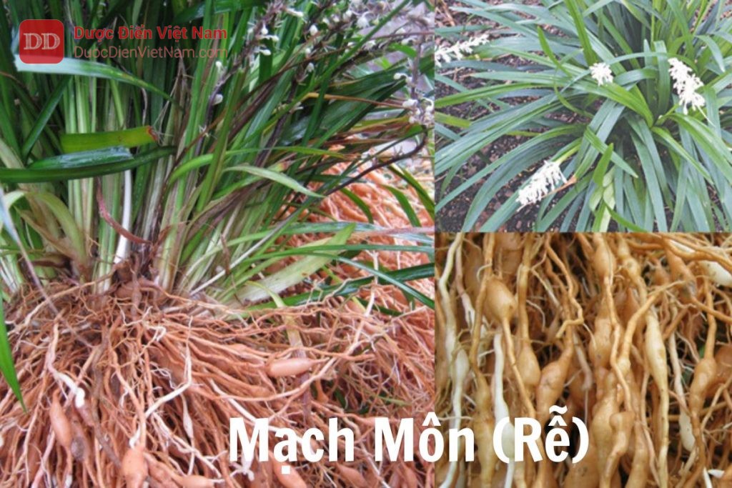 Mạch môn rễ