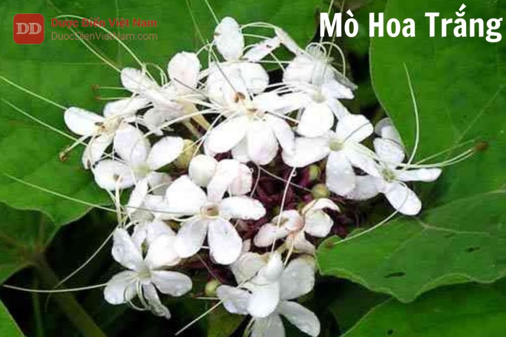 Mò hoa trắng