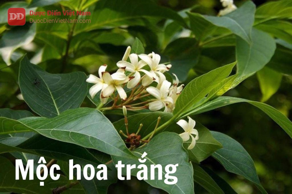 Mộc hoa trắng