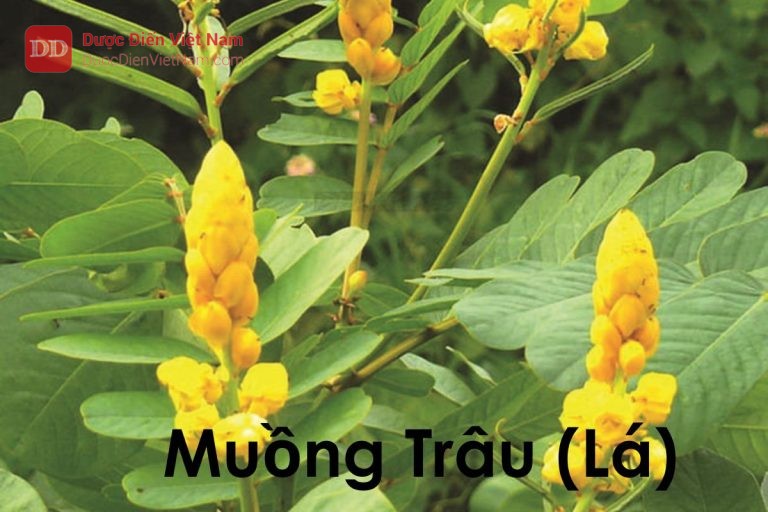 Muồng trâu