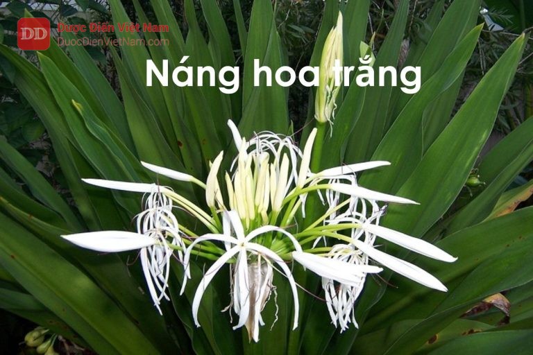 Náng hoa trắng