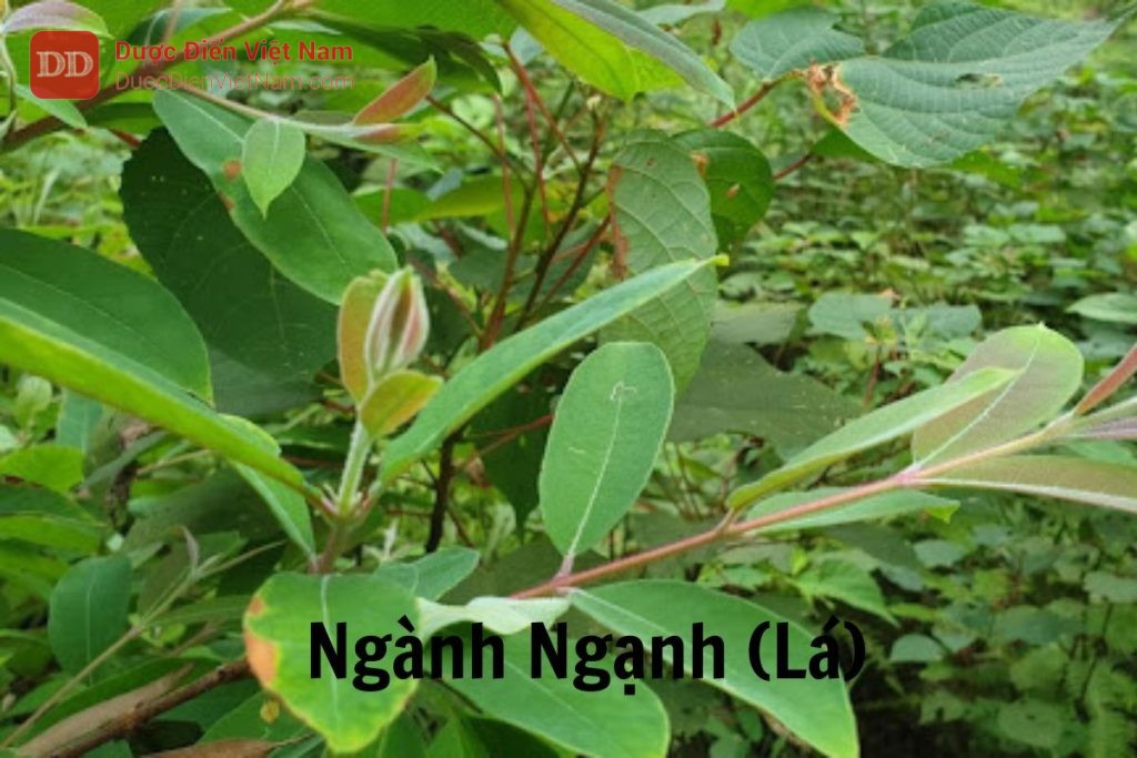 Ngành ngạnh