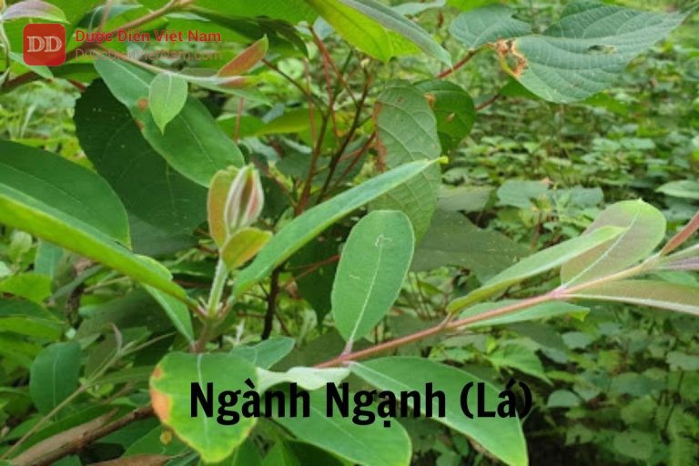 Ngành ngạnh