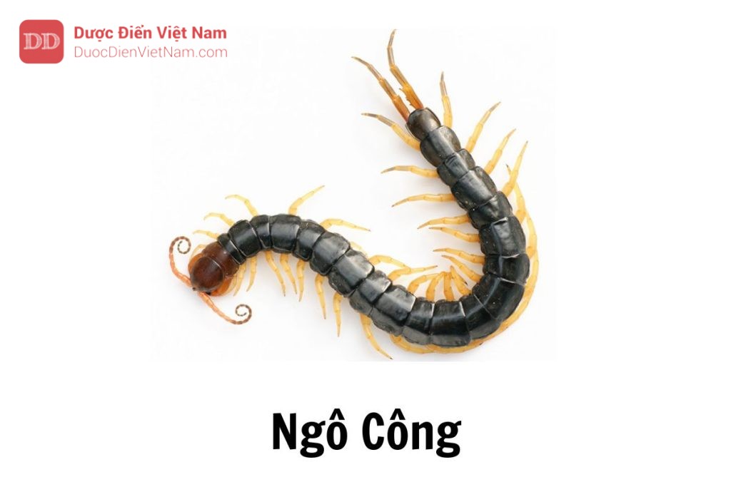 Ngô công