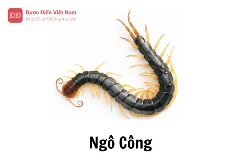 Ngô công