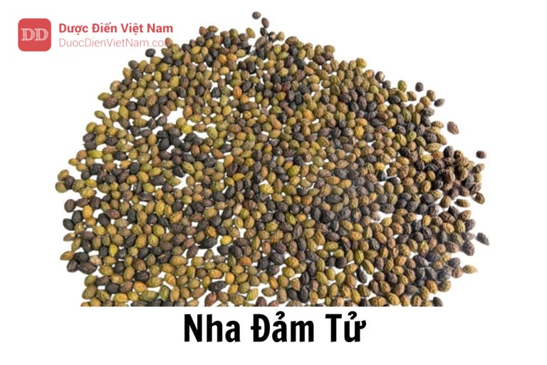 Nha đảm tử