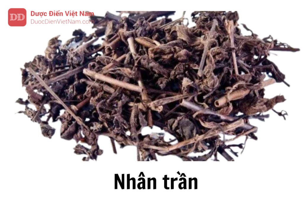 Nhân trần