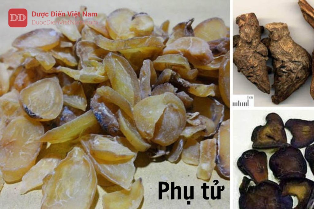 Phụ tử