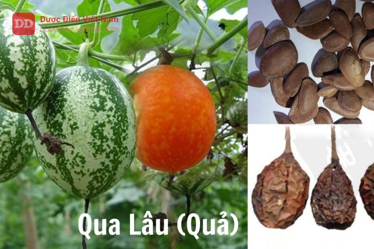 Qua lâu quả