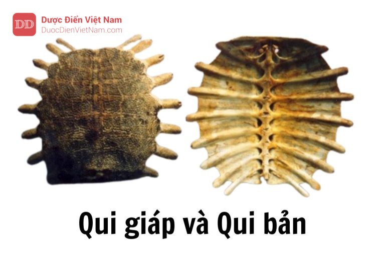 Qui giáp qui bản