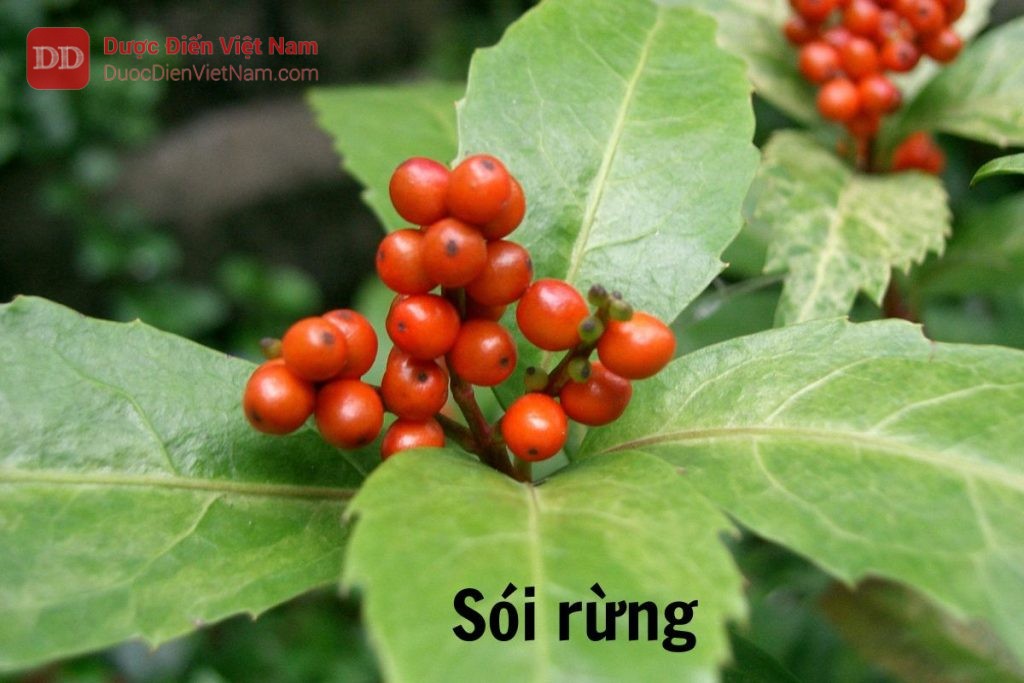 Sói rừng