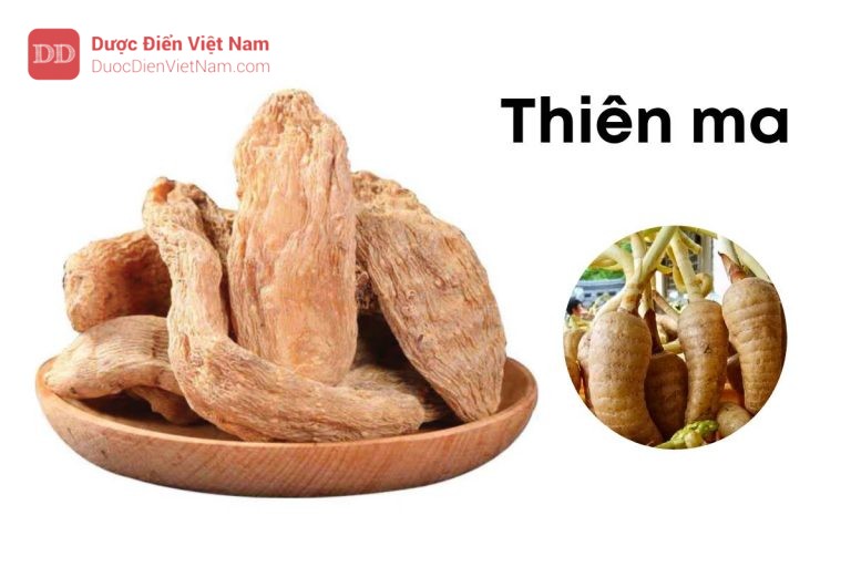 THIÊN MA (Thân rễ)