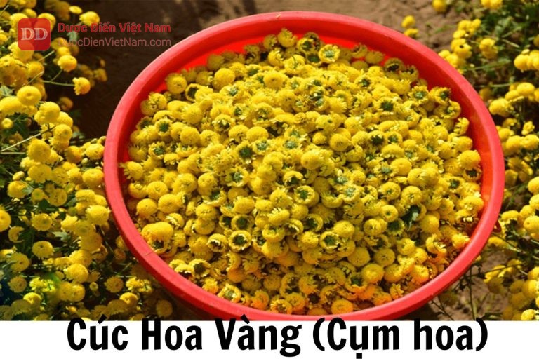 cúc hoa vàng