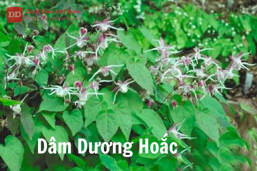 dâm dương hoắc