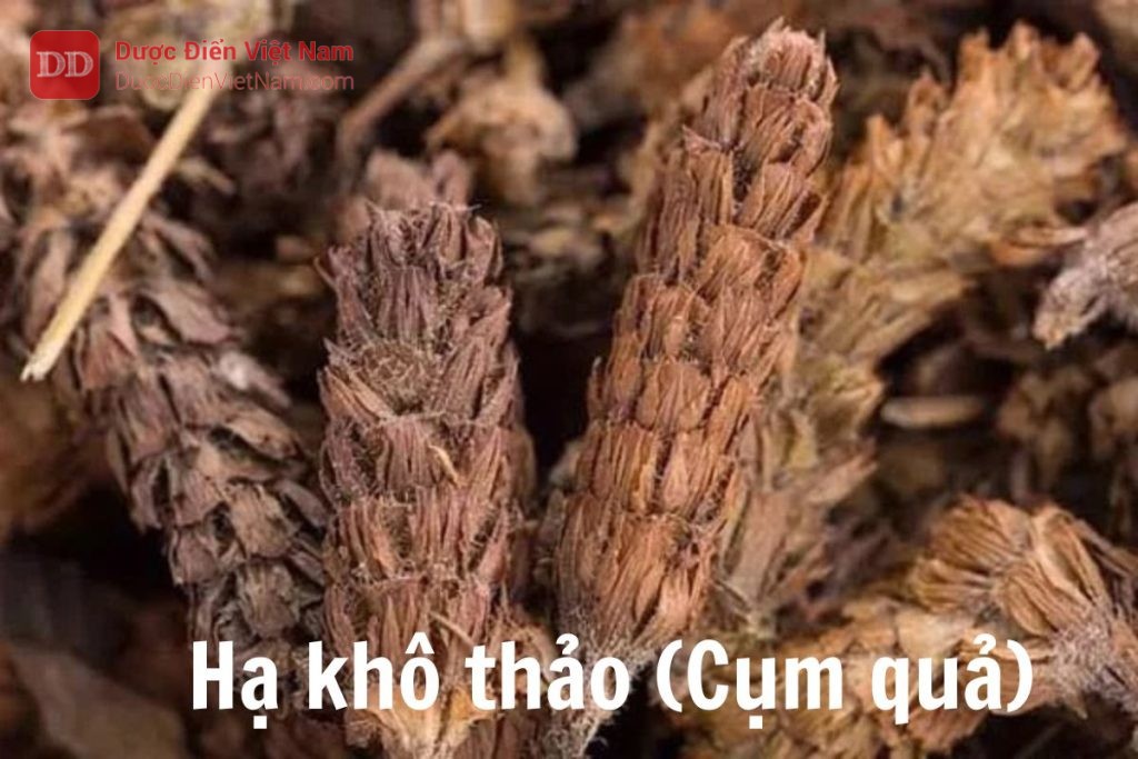 hạ khô thảo