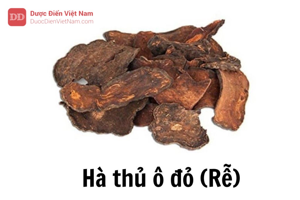 hà thủ ô đỏ