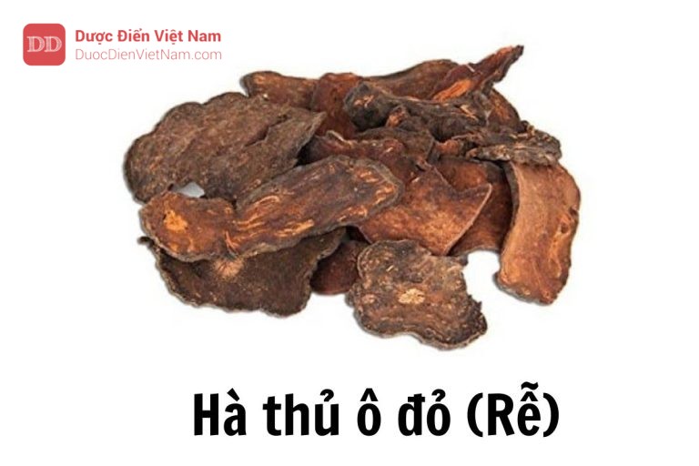 hà thủ ô đỏ