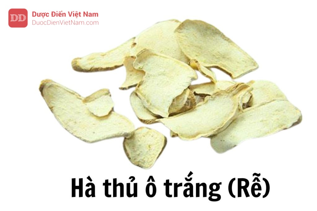 hà thủ ô trắng