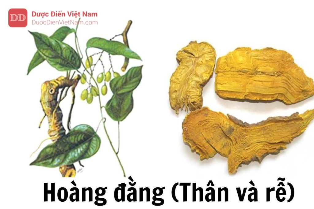 hoàng đằng