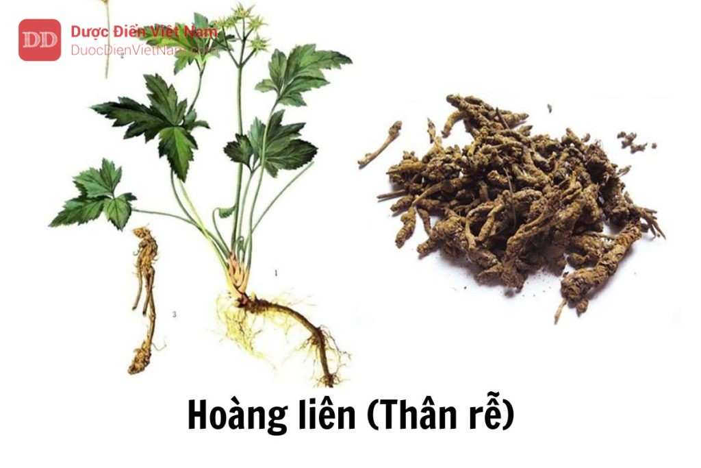 hoàng liên