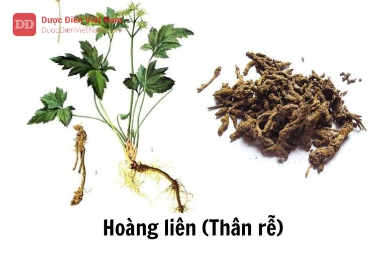 hoàng liên