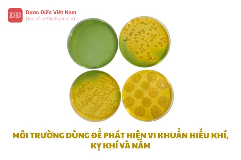 MÔI TRƯỜNG DÙNG ĐỂ PHÁT HIỆN VI KHUẨN HIẾU KHÍ, KỴ KHÍ VÀ NẤM