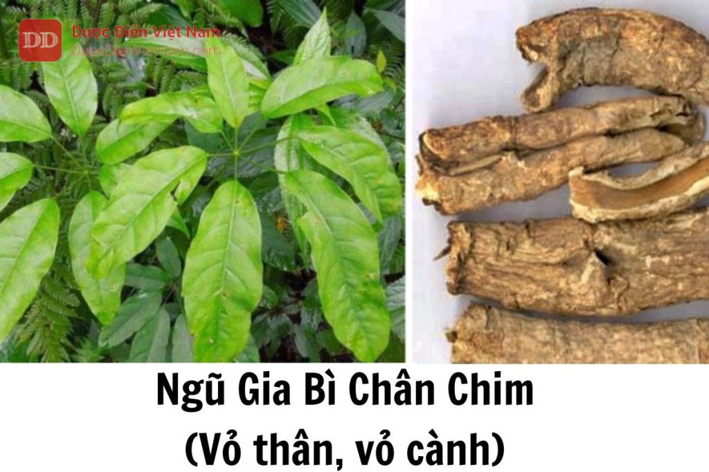 ngũ gia bì chân chim