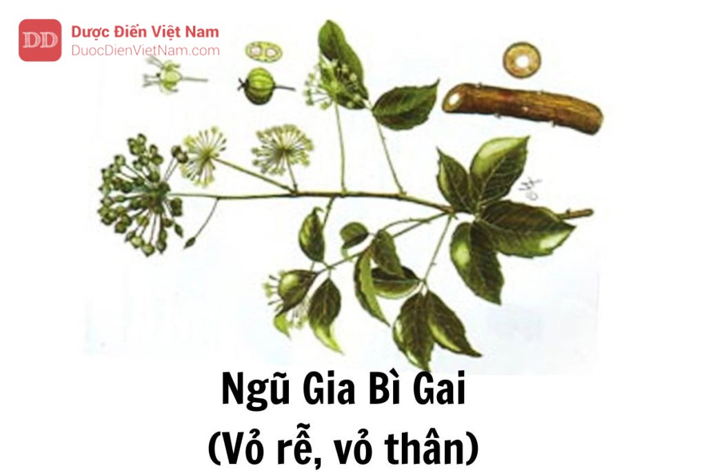 ngũ gia bì gai