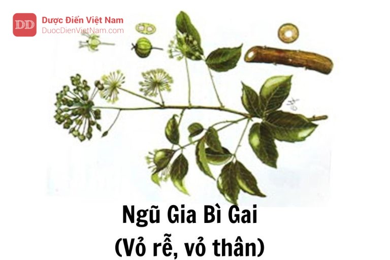 ngũ gia bì gai