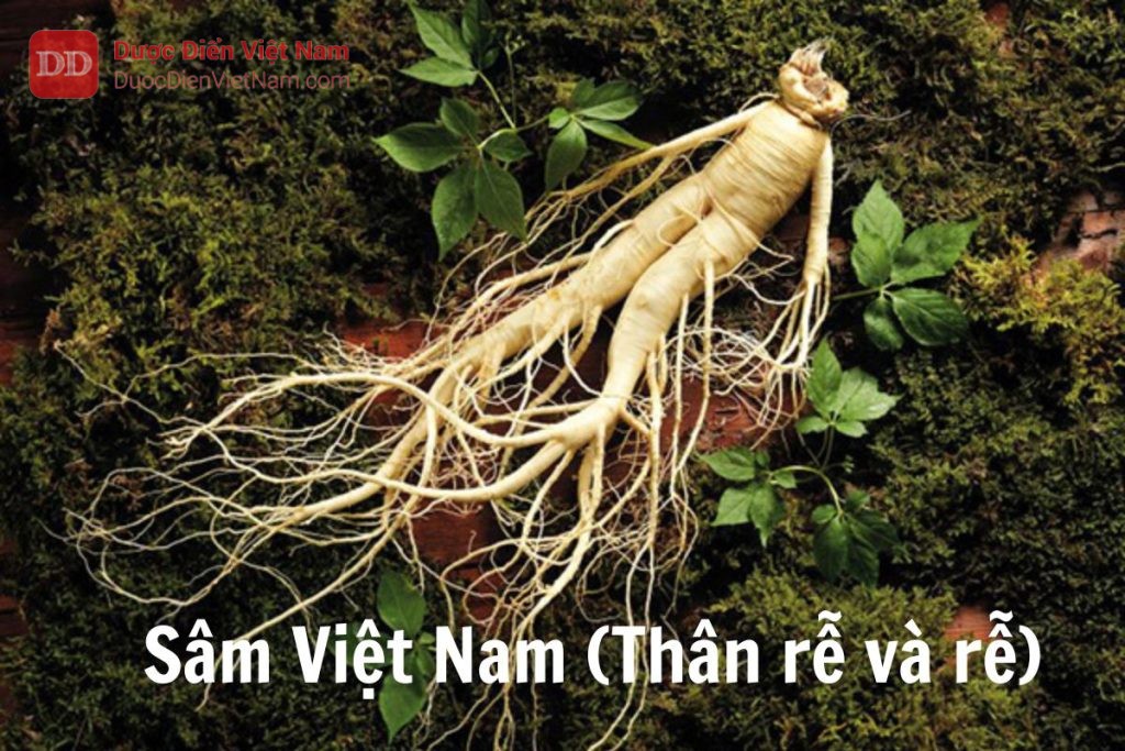 sâm việt nam