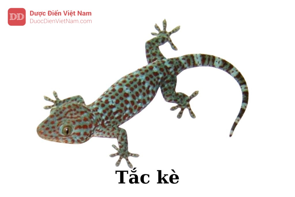 tắc kè