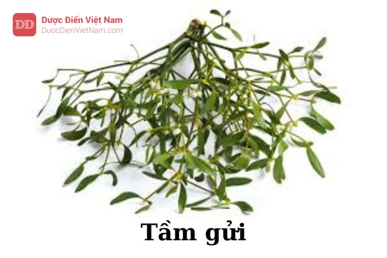 tầm gửi