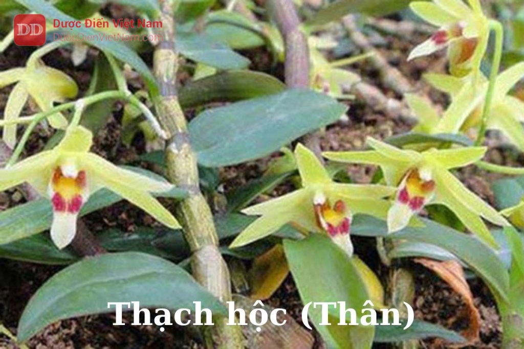 thạch hộc