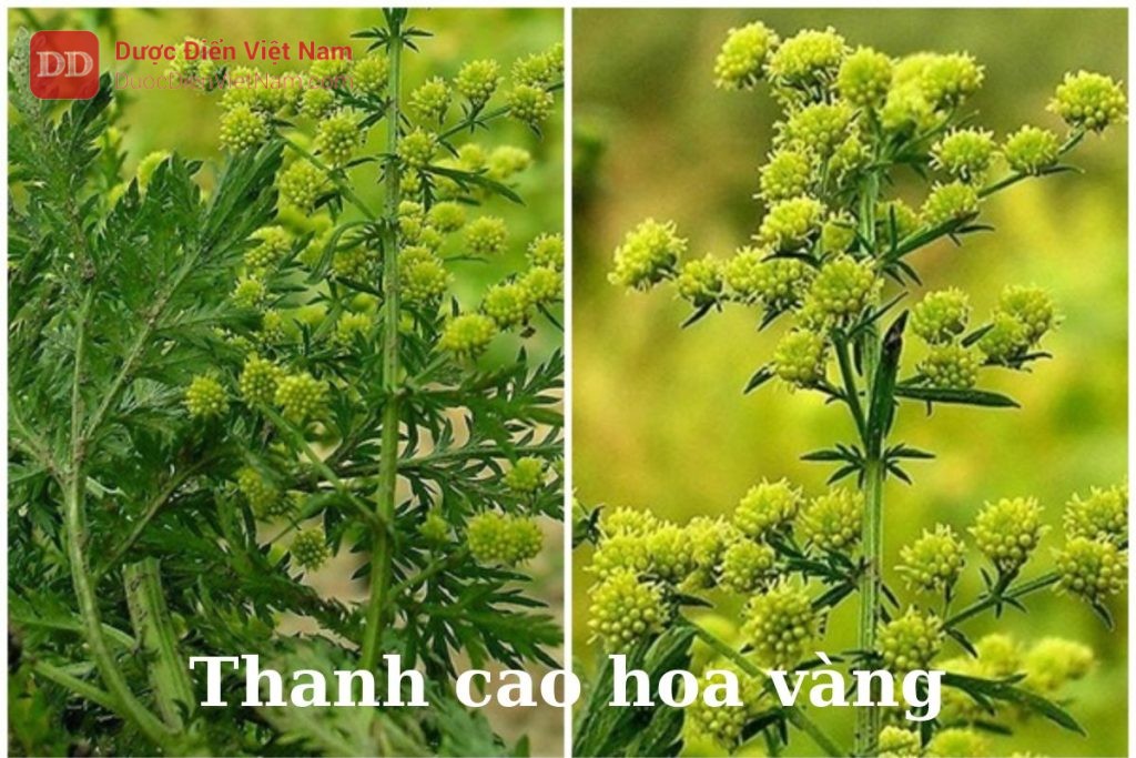 thanh cao hoa vàng