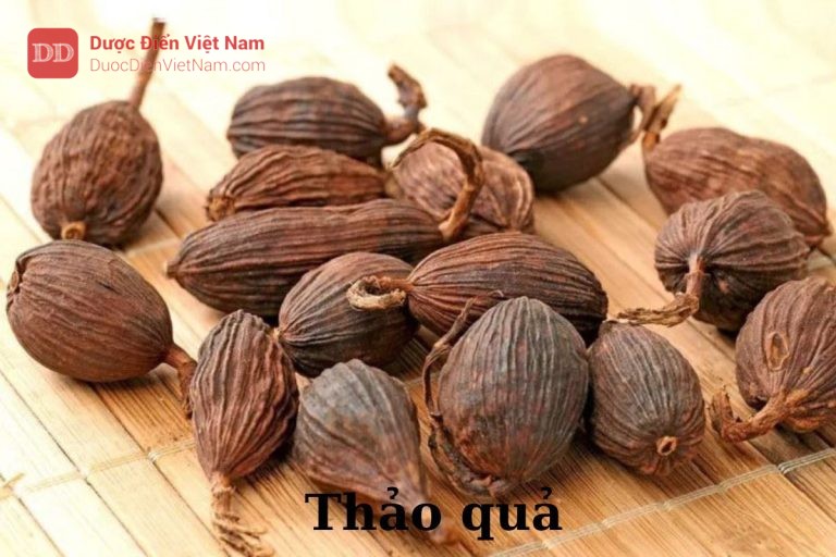 thảo quả