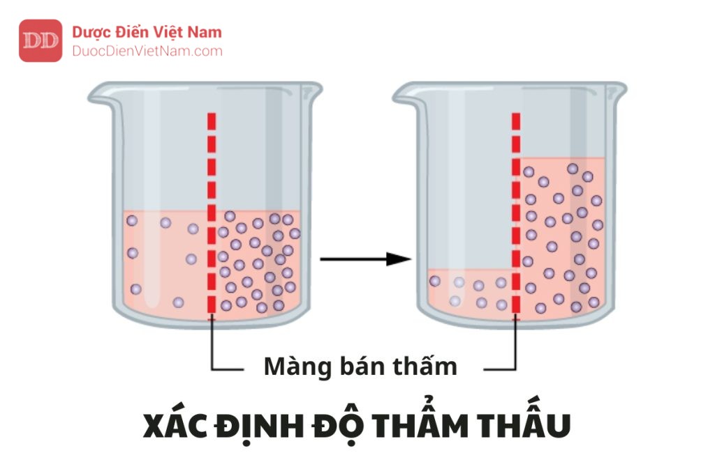 XÁC ĐỊNH ĐỘ THẨM THẤU