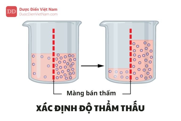 XÁC ĐỊNH ĐỘ THẨM THẤU