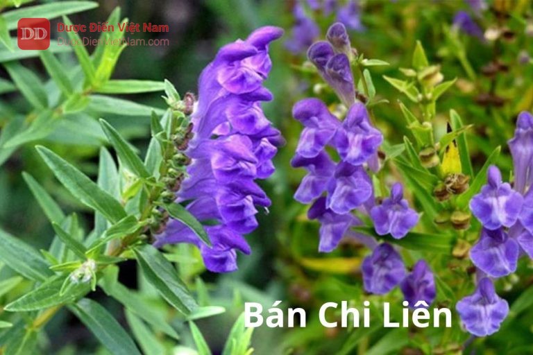 Bán Chi Liên