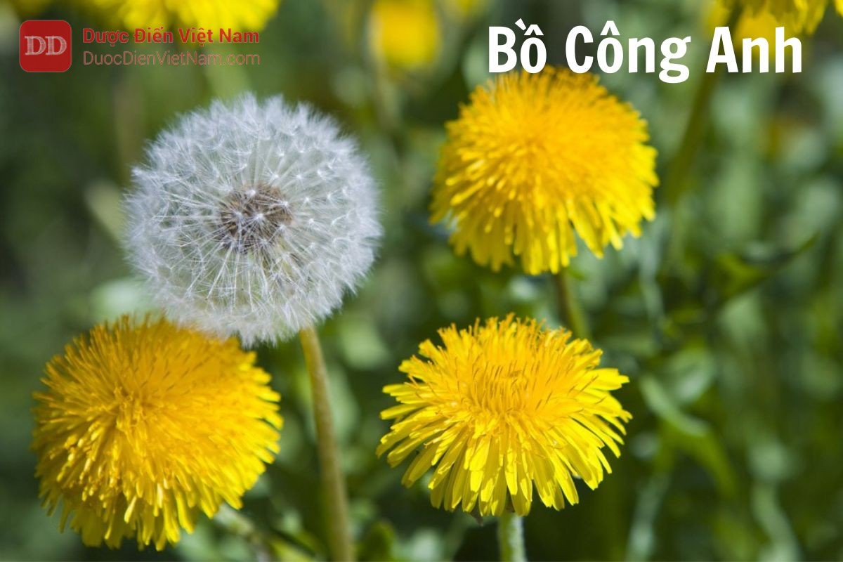 Bồ Công Anh Dược Điển: Công Dụng, Bài Thuốc và Lưu Ý Khi Sử Dụng