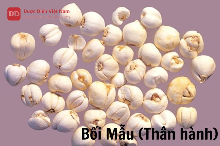 Bối mẫu