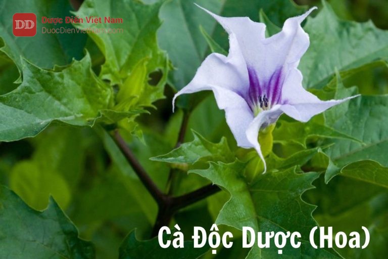 Cà độc dược Hoa