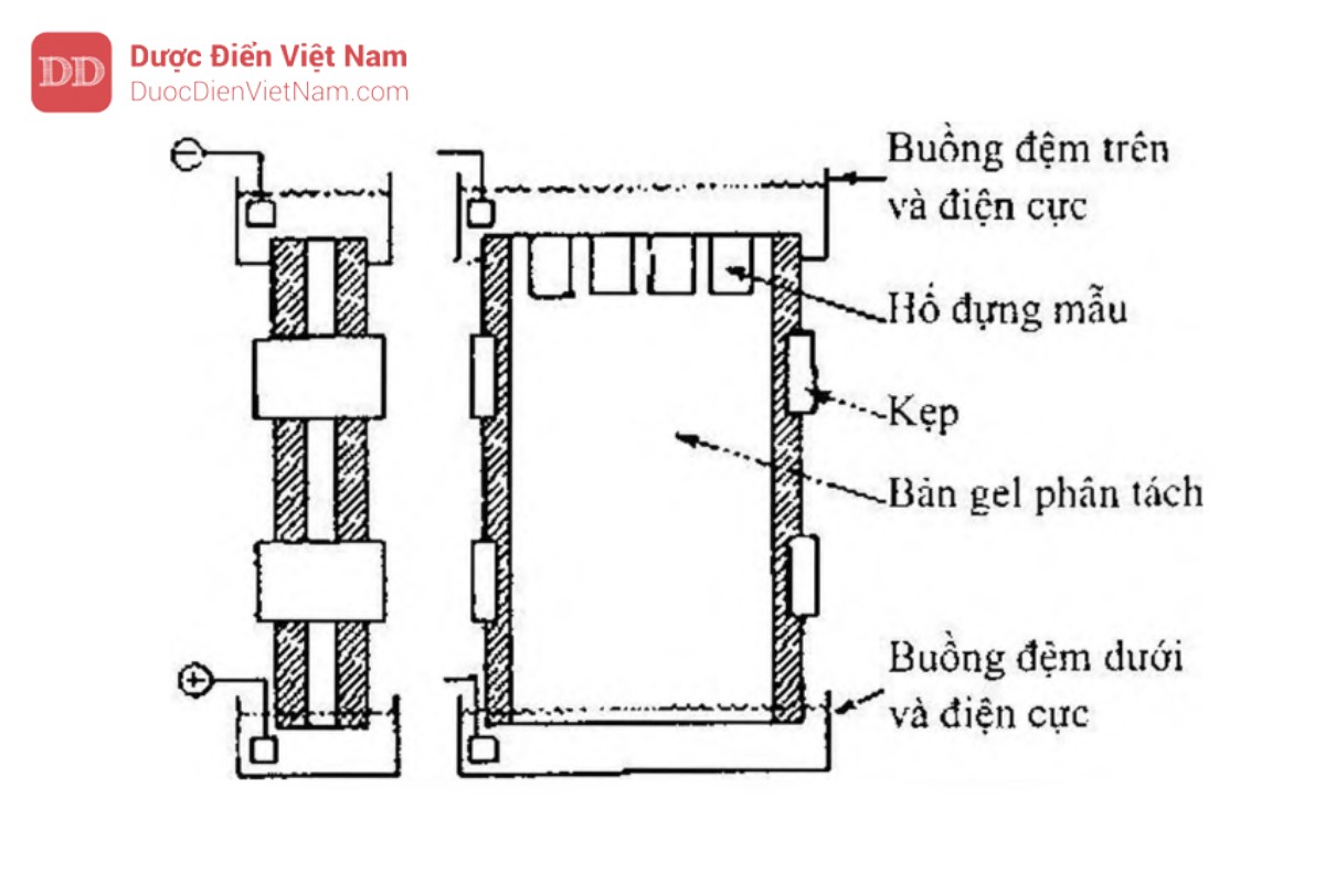 Hình 5.6.2 - Thiết bị điện di gel phiến thẳng đứng