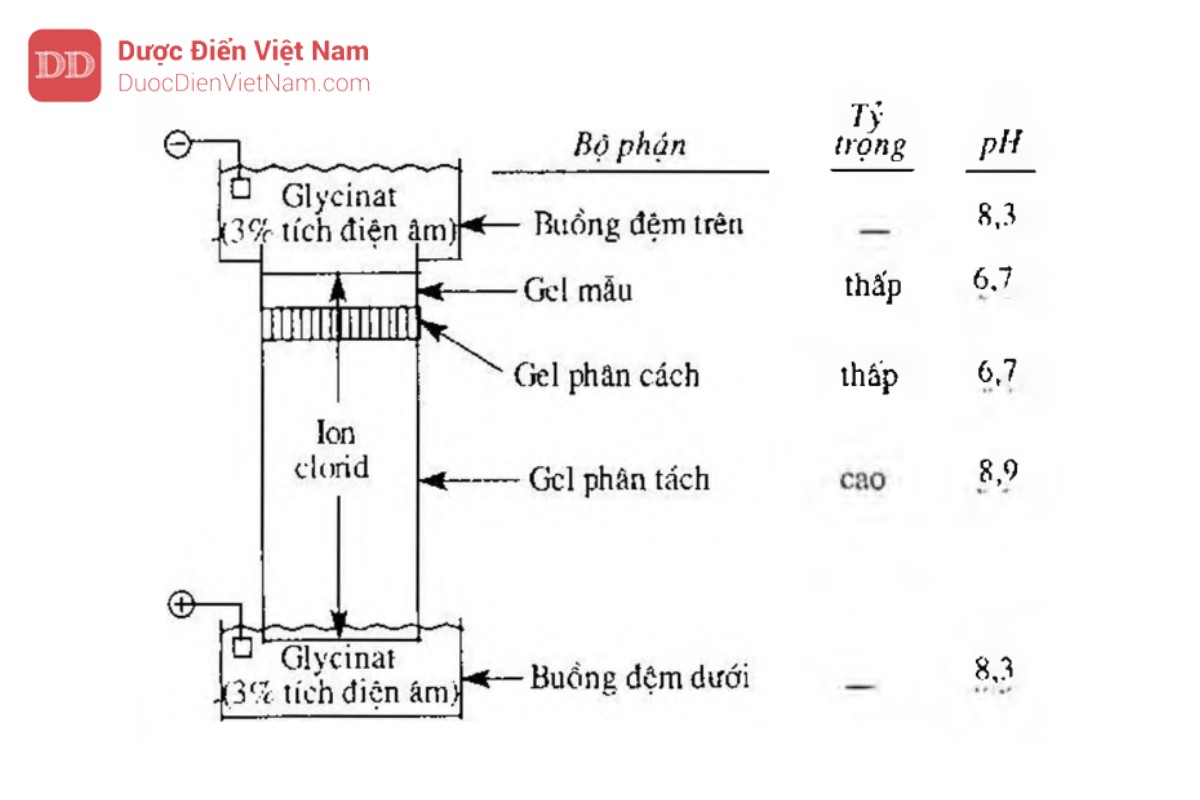 Hình 5.6.3 - Thuật ngữ, pH đệm và thành phần đệm cho điện di đĩa acrylamid