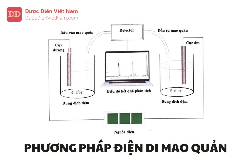 PHƯƠNG PHÁP ĐIỆN DI MAO QUẢN