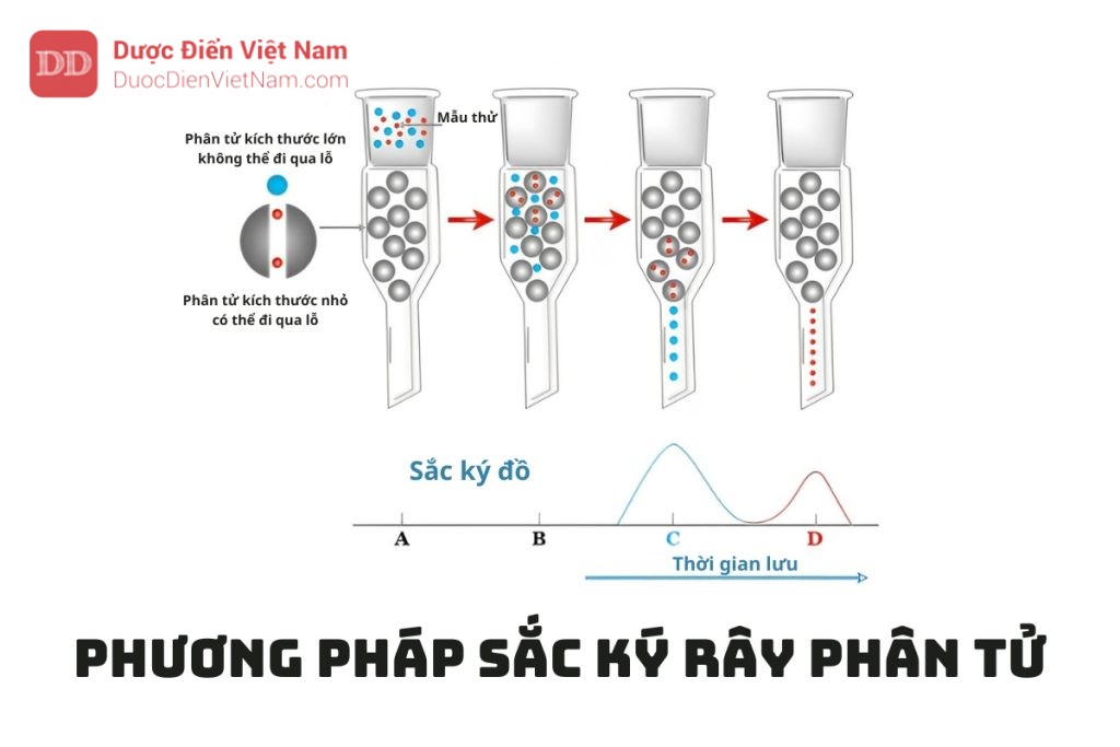 PHƯƠNG PHÁP SẮC KÝ RÂY PHÂN TỬ